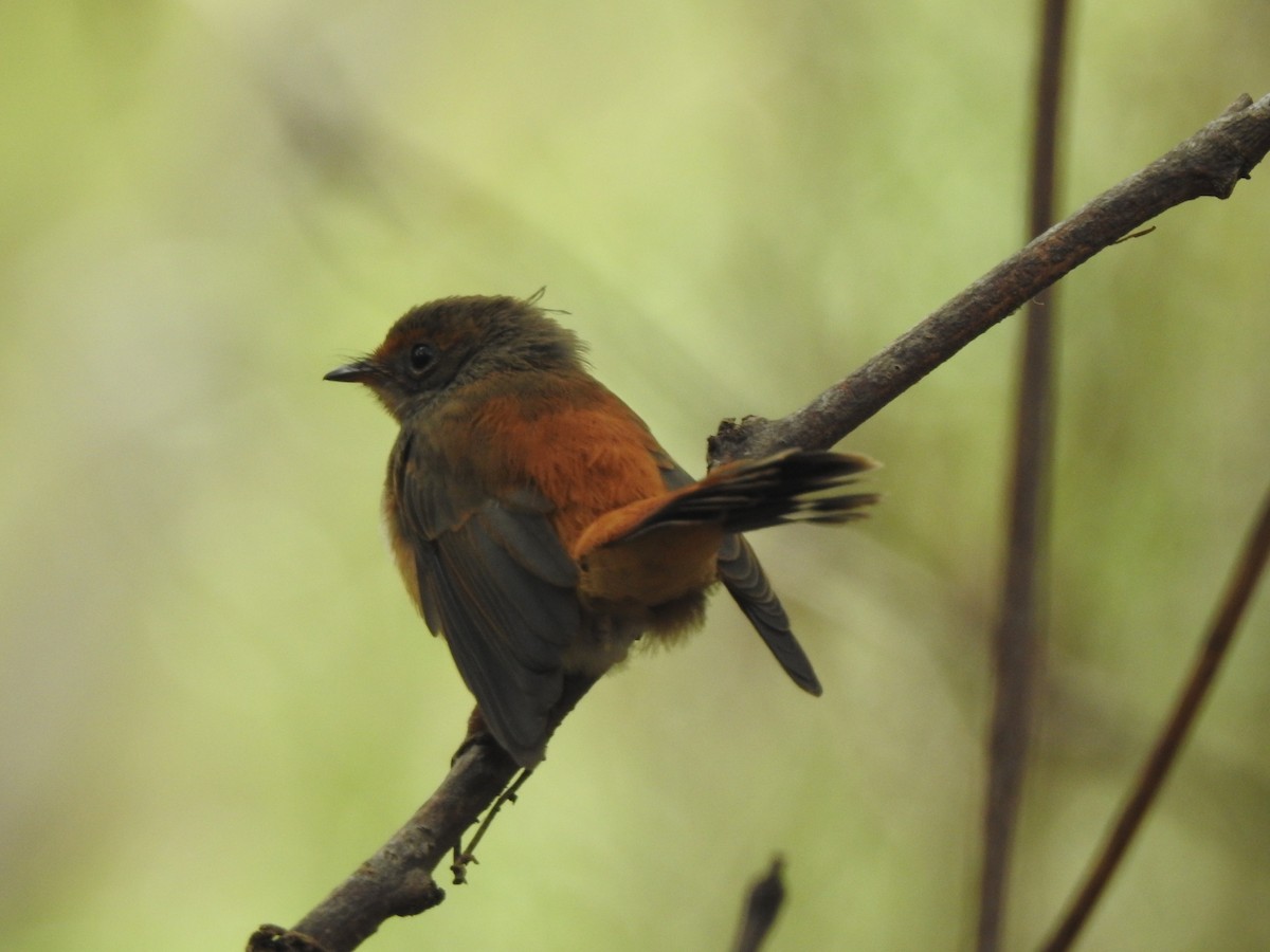 Australian Rufous Fantail - ML540668131