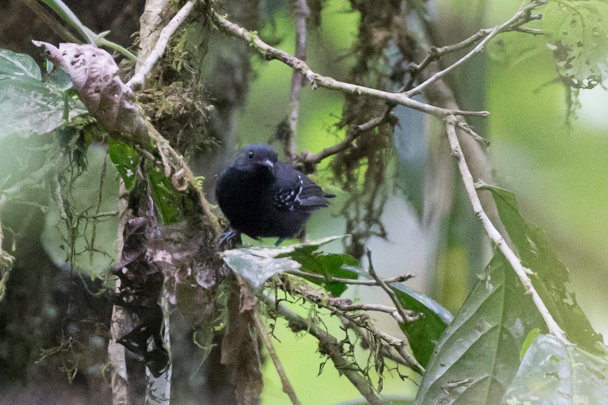 Slaty Antwren - ML54066851