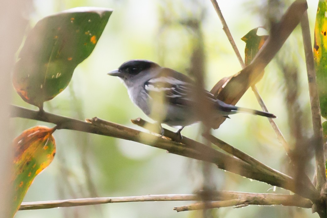 White-winged Becard - ML54067041