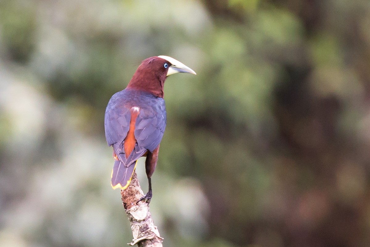 Chestnut-headed Oropendola - ML54067111