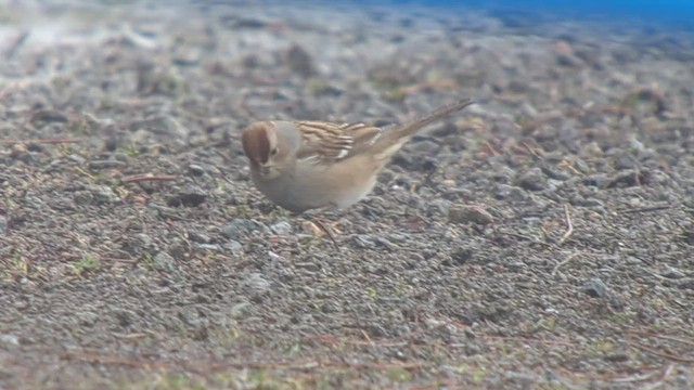 White-crowned Sparrow - ML540671121