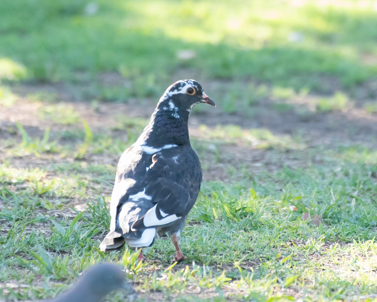 Rock Pigeon (Feral Pigeon) - ML540671411