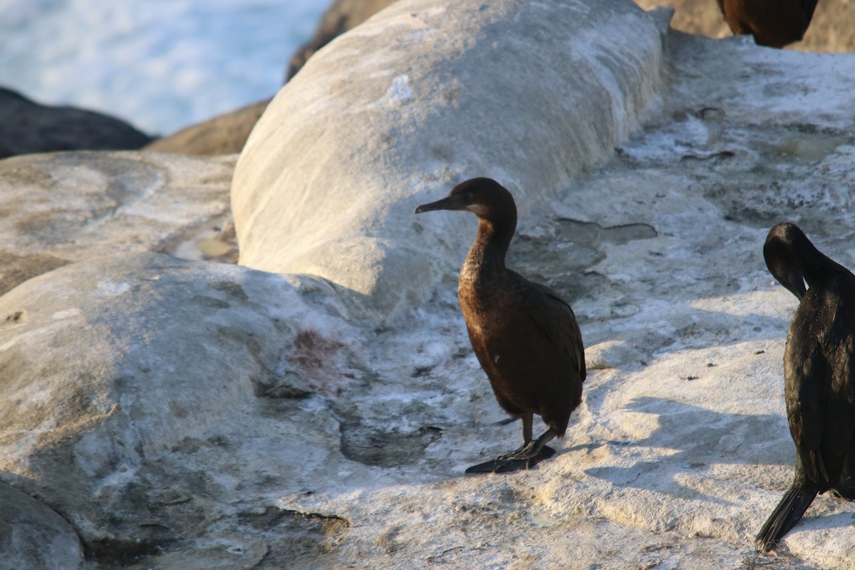 Brandt's Cormorant - ML540672481