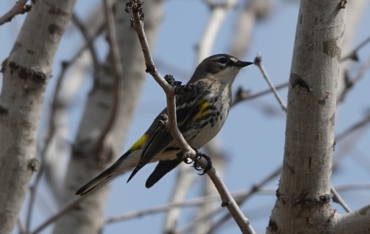 Yellow-rumped Warbler (Myrtle) - ML540673031