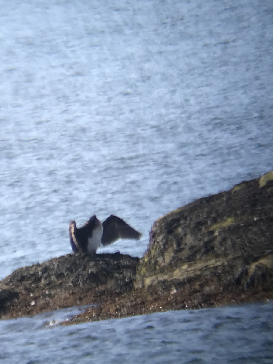 Great Cormorant - ML540673061