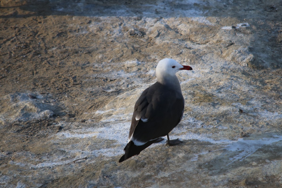 Heermann's Gull - ML540673211