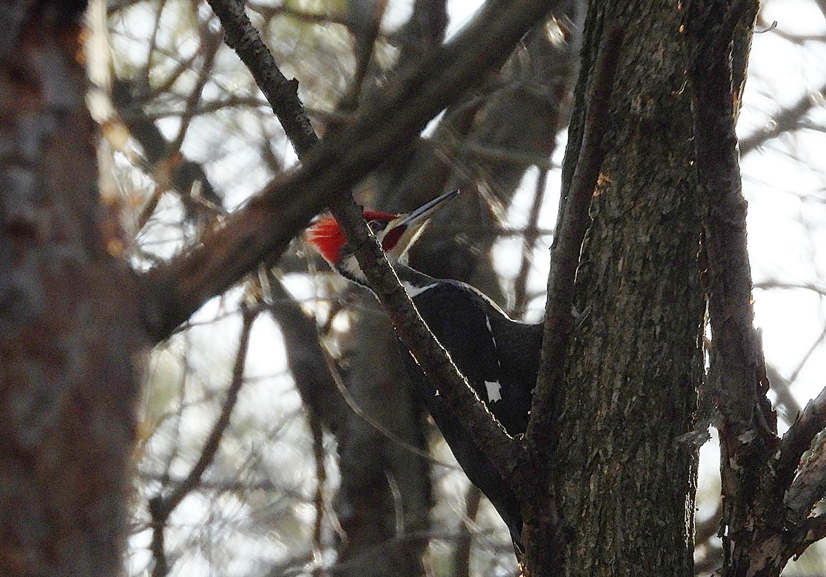 Pileated Woodpecker - ML540673571