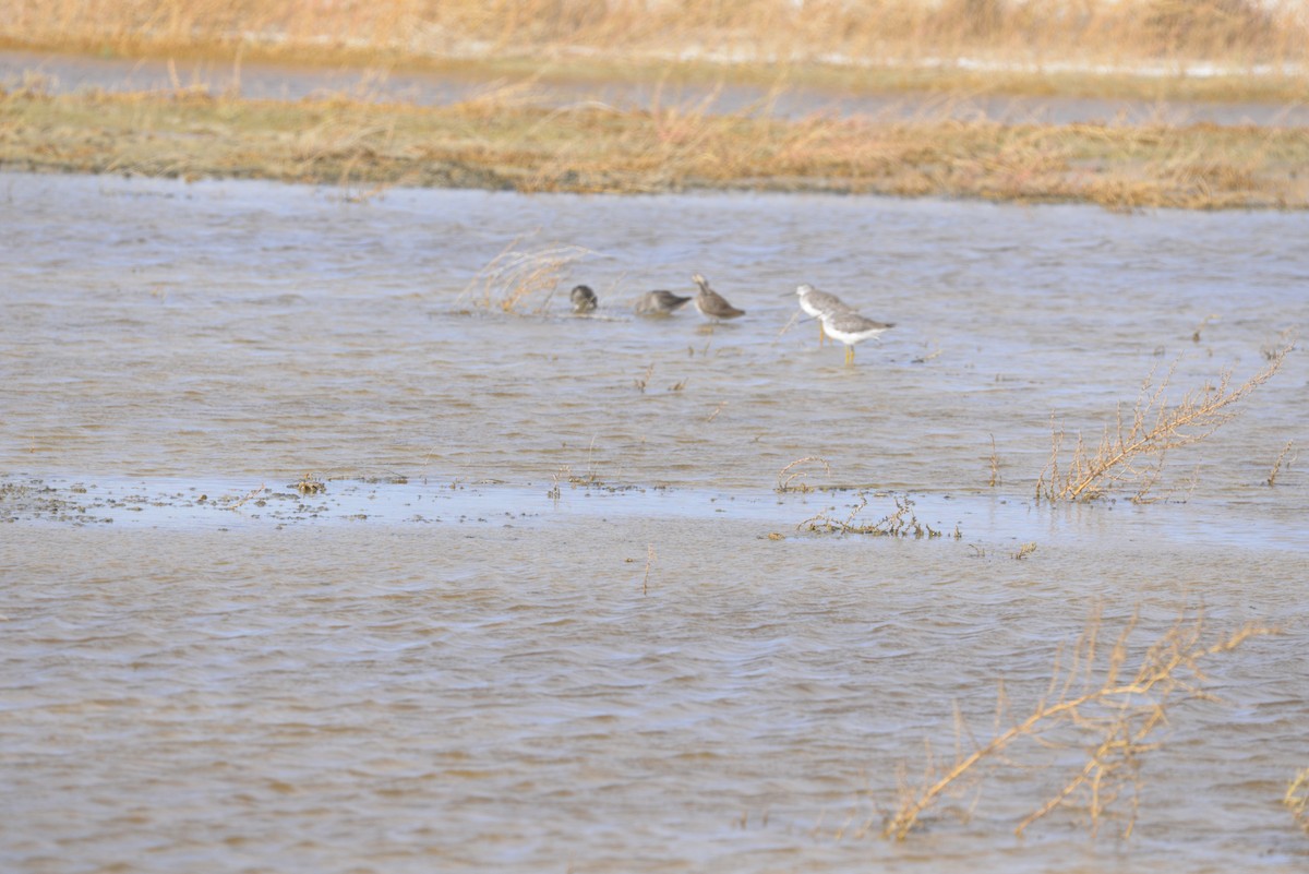 Long-billed Dowitcher - Nikki Perkins