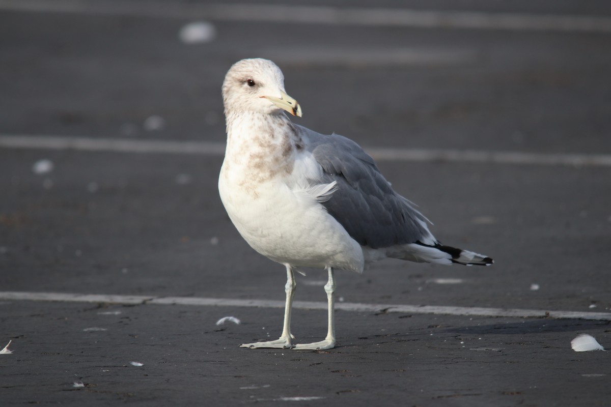 California Gull - ML540673961