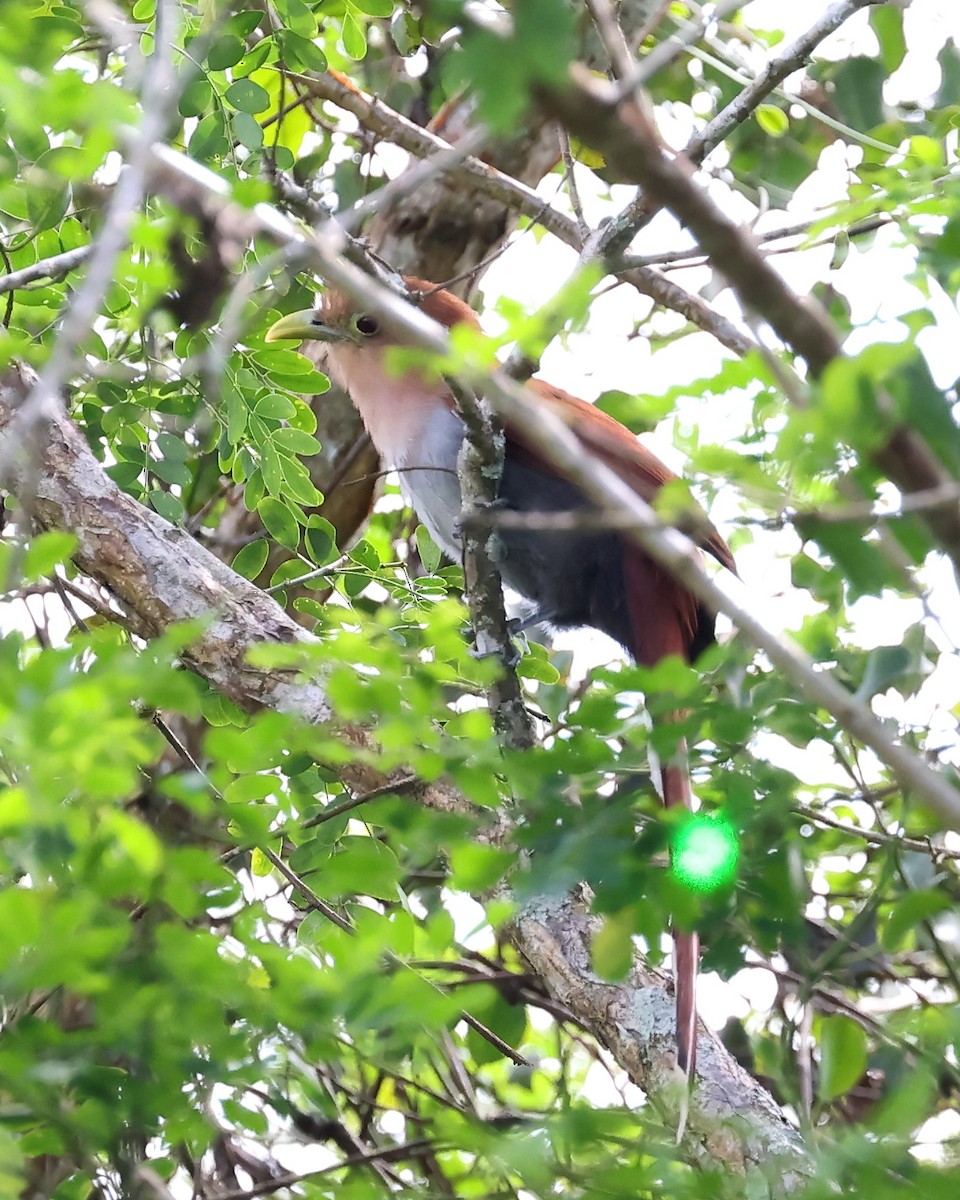 Squirrel Cuckoo - ML540675071