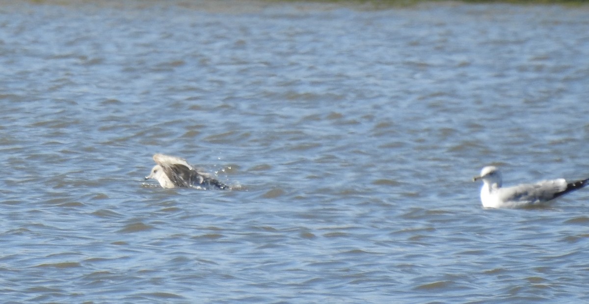 gull sp. - ML540676851