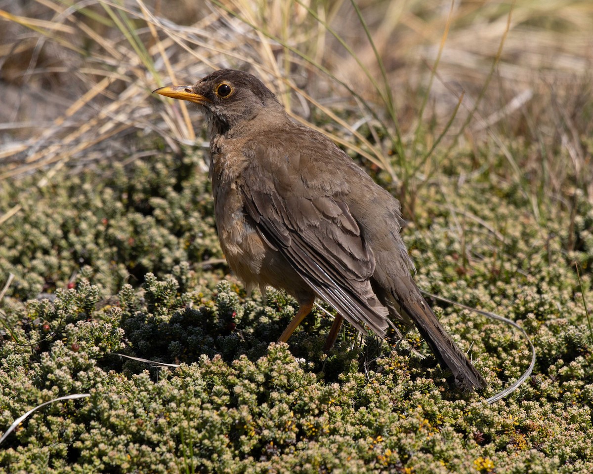 Austral Thrush (Falkland) - Anthony Kaduck