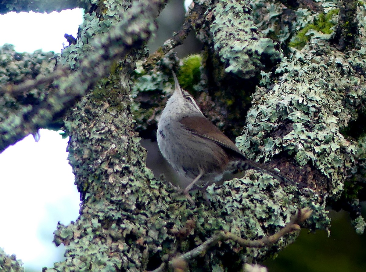 Bewick's Wren - Aziza Cooper