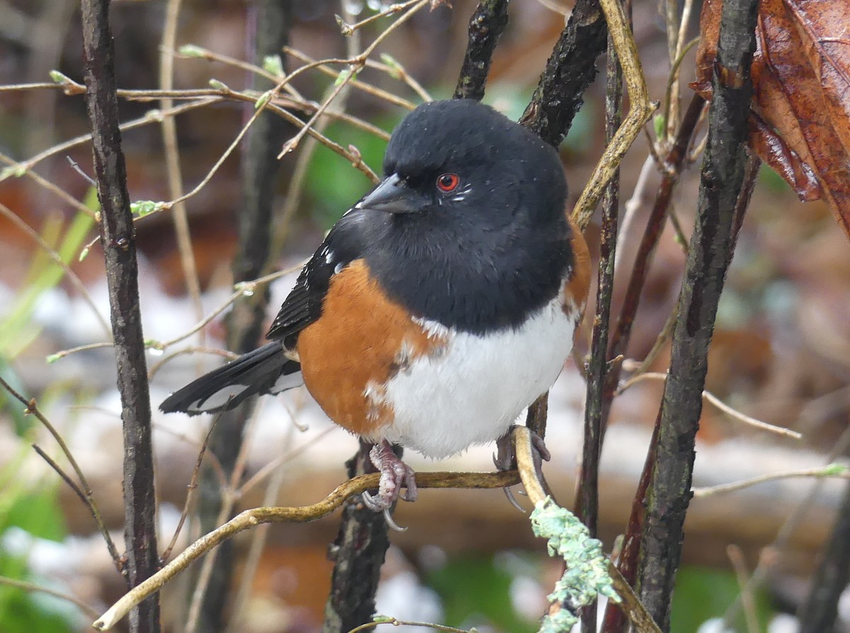 Spotted Towhee - Aziza Cooper