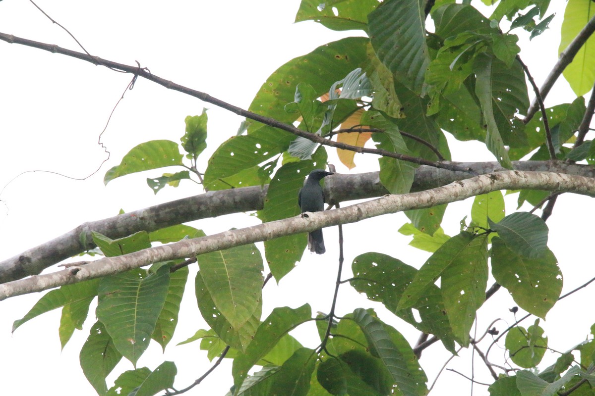 Papuan Cicadabird - ML540681351