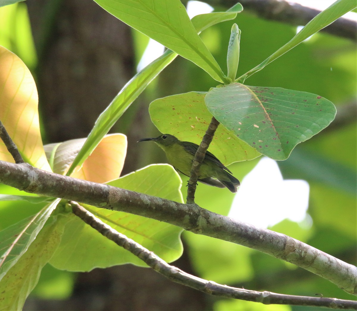 Spectacled Longbill - ML540681541