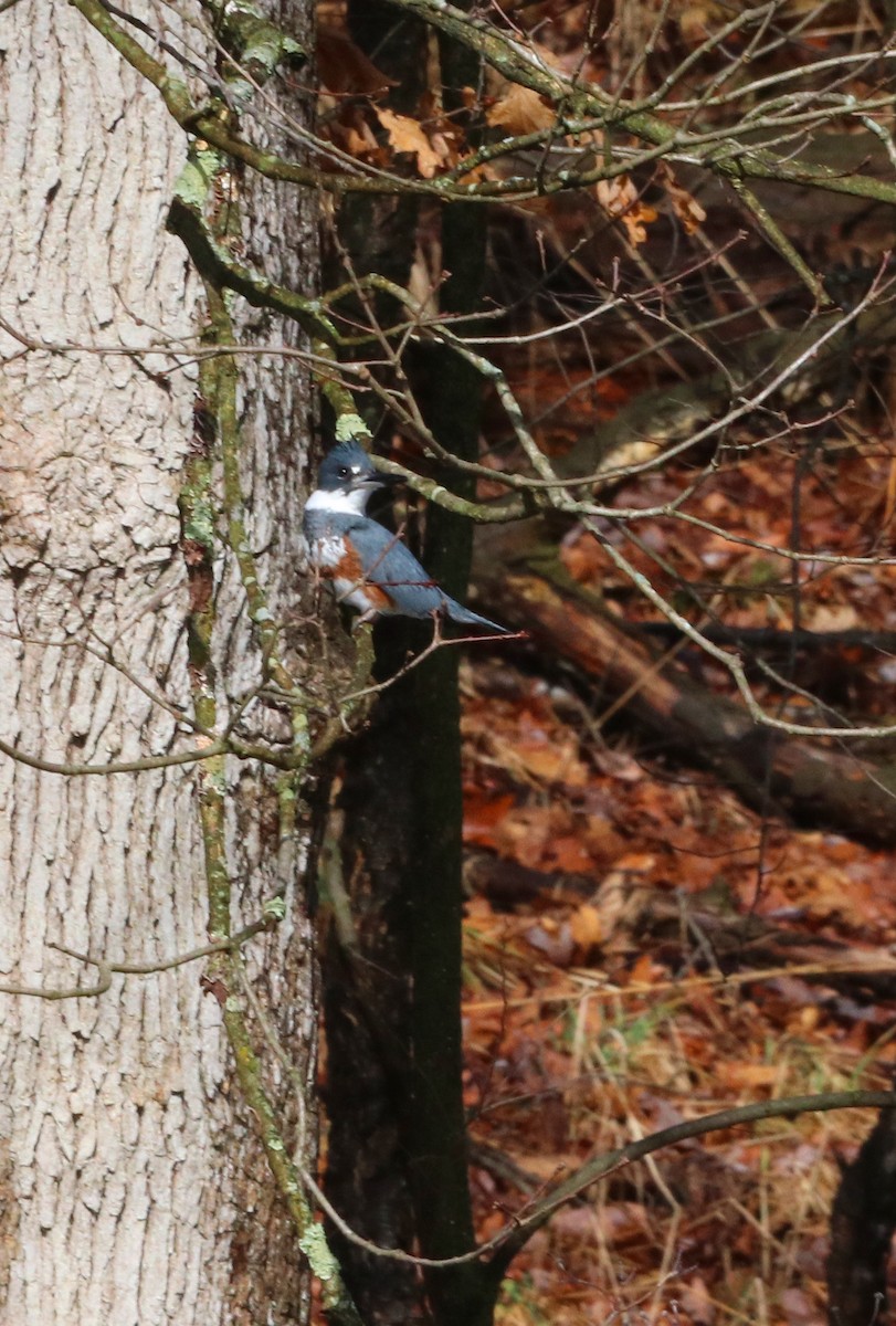 Belted Kingfisher - ML540684081