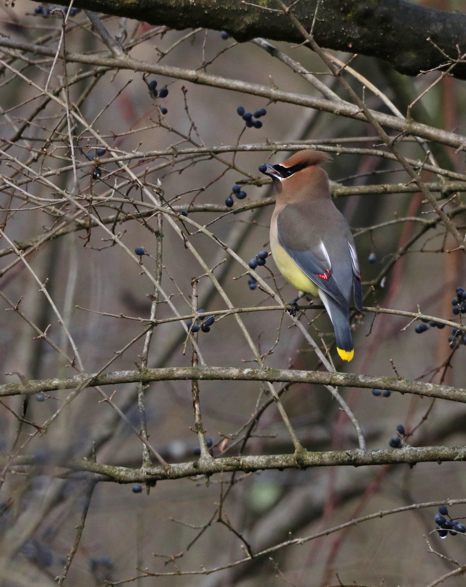 Cedar Waxwing - ML540684261