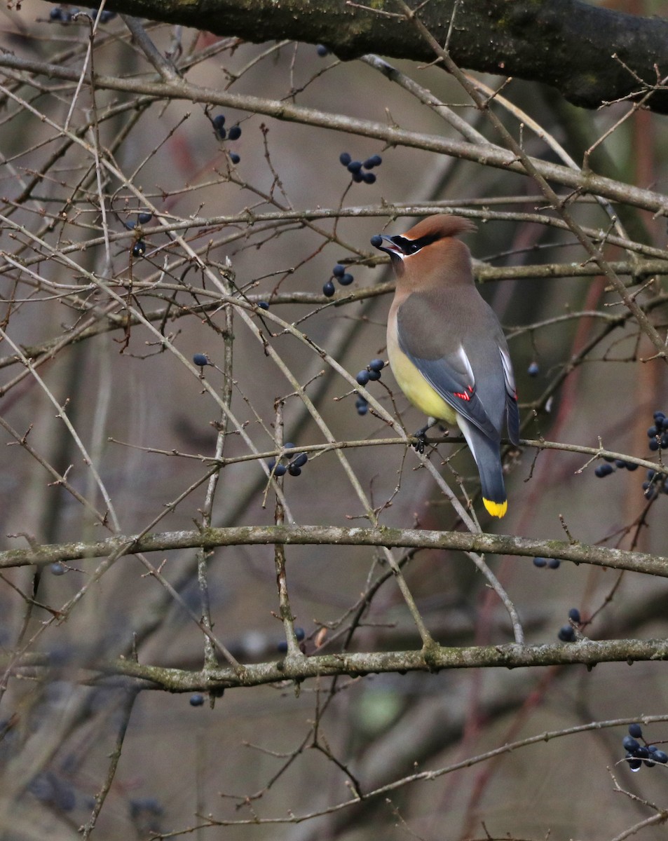 Cedar Waxwing - Mark Nale