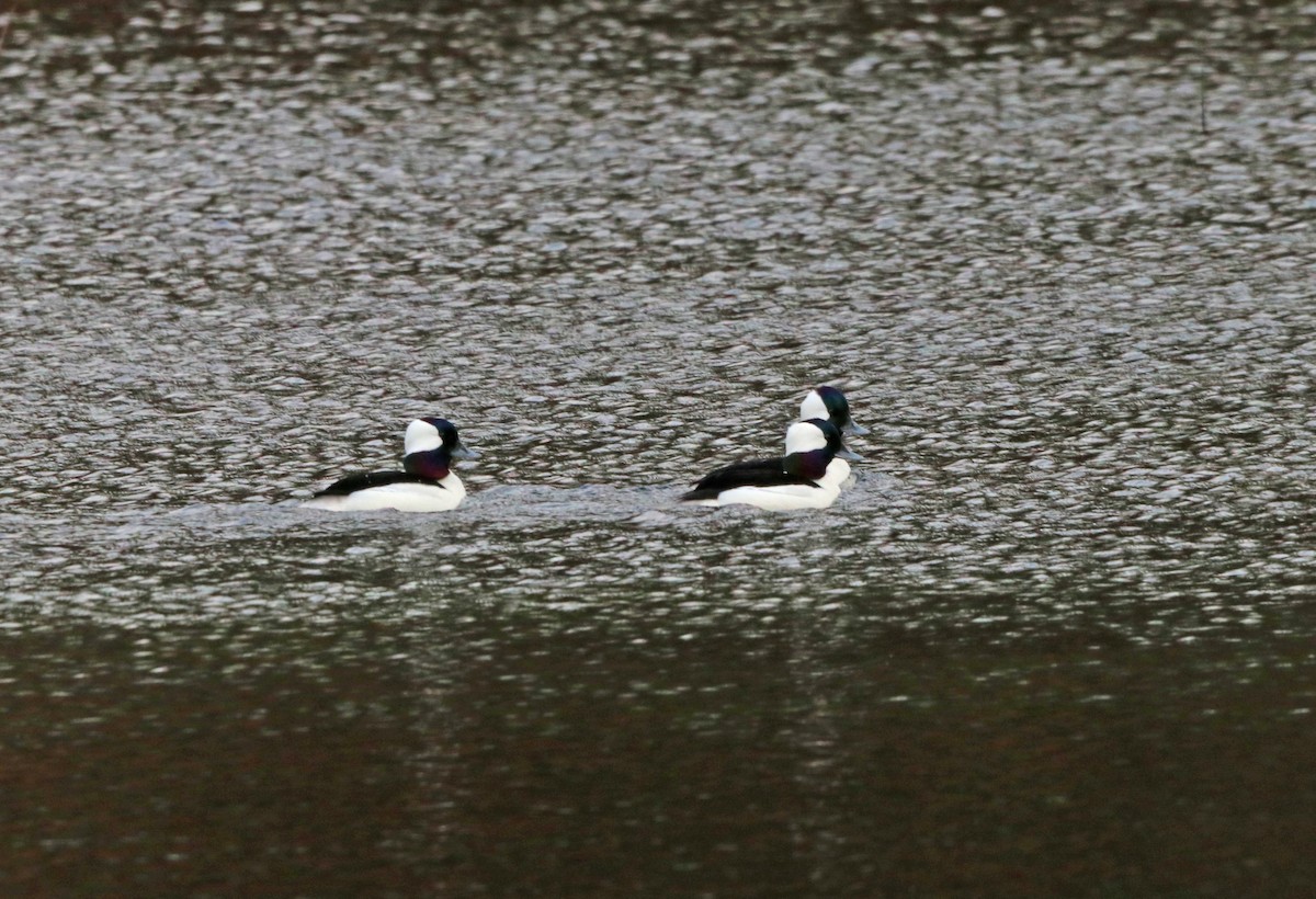 Bufflehead - ML540684411