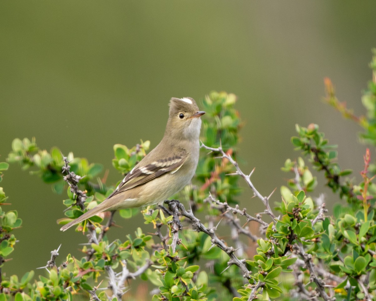 White-crested Elaenia (Chilean) - ML540686531