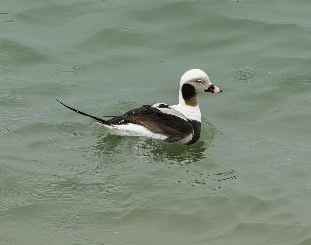 Long-tailed Duck - ML540688161