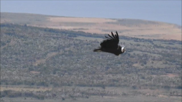 Andean Condor - ML540688381