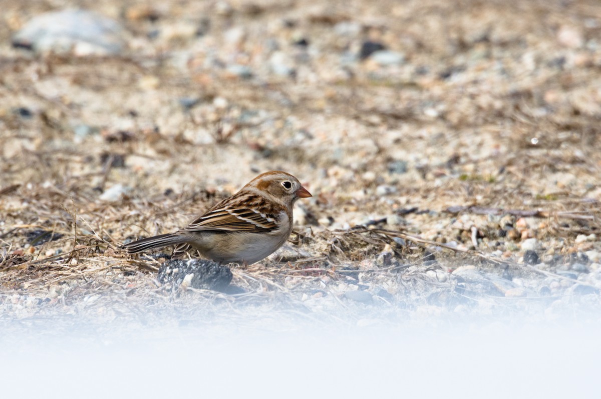 Field Sparrow - ML540689241