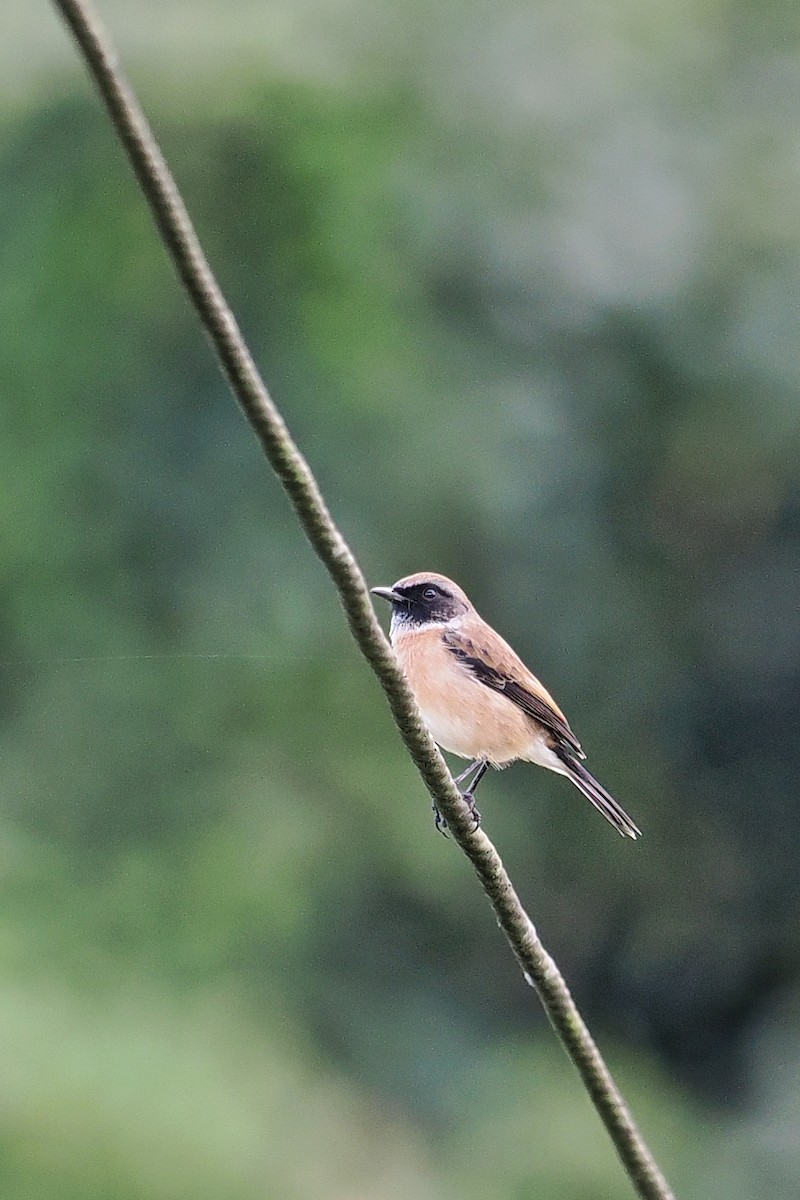 Siberian Stonechat (Przevalski's) - ML540692071