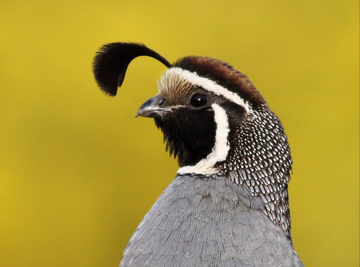 California Quail - Paul Fenwick