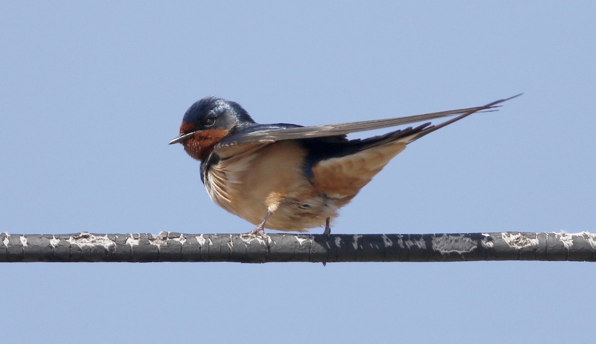 Barn Swallow - ML54069291