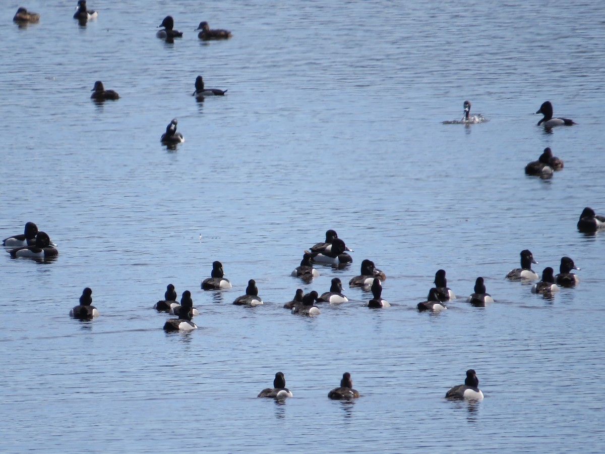 Ring-necked Duck - ML54069371