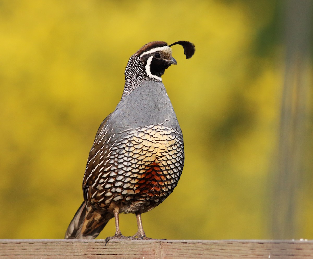 California Quail - Paul Fenwick