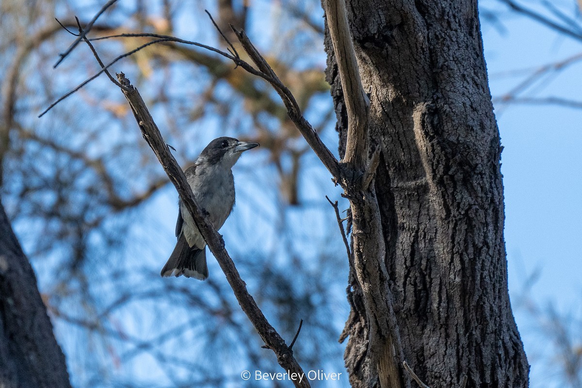 Gray Butcherbird - ML540694161