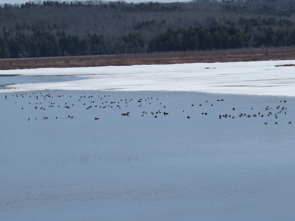 Ring-necked Duck - ML54069451