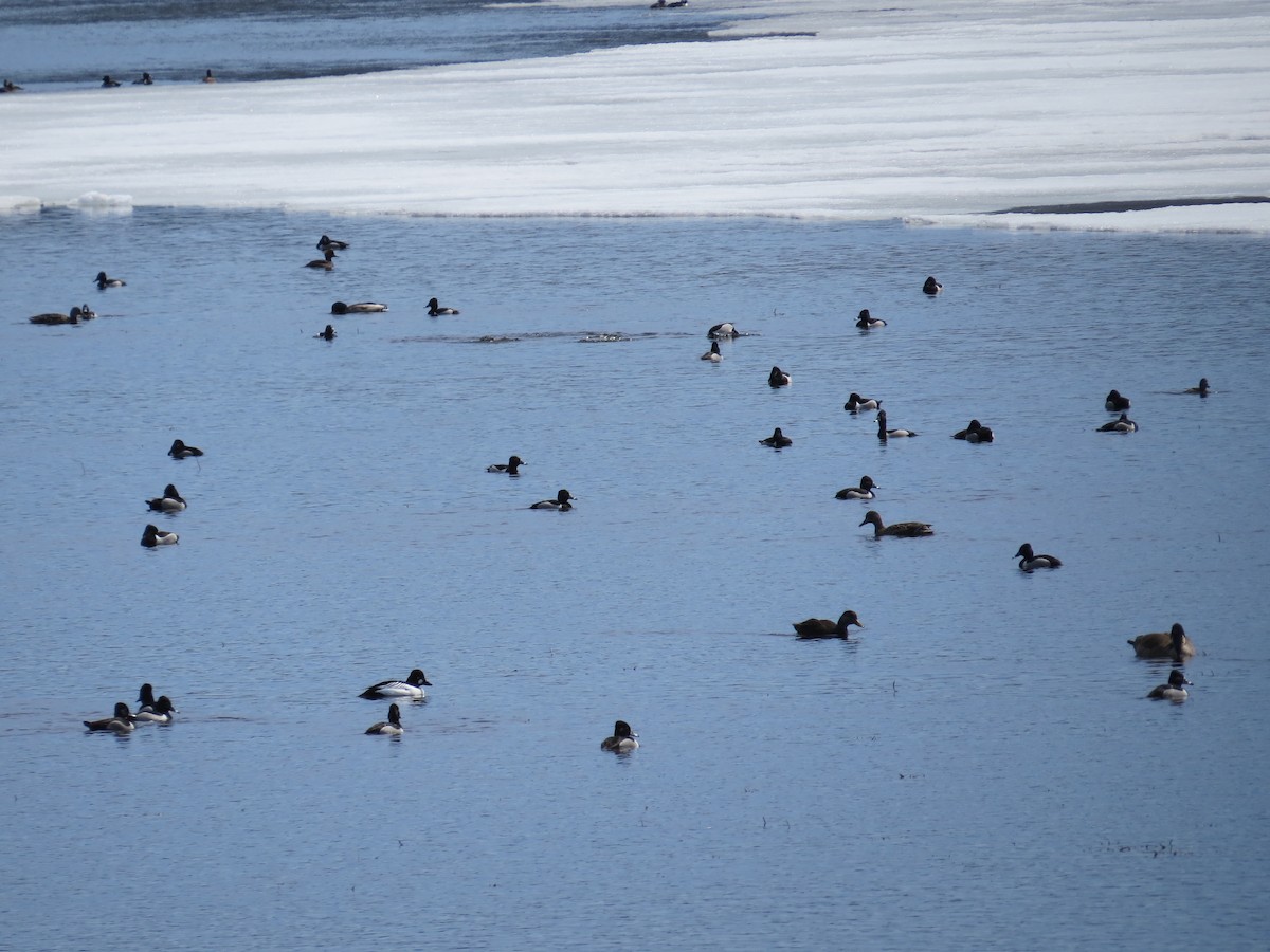 Ring-necked Duck - ML54069481