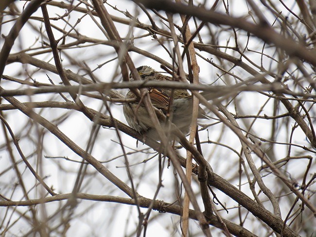 White-throated Sparrow - ML540695061