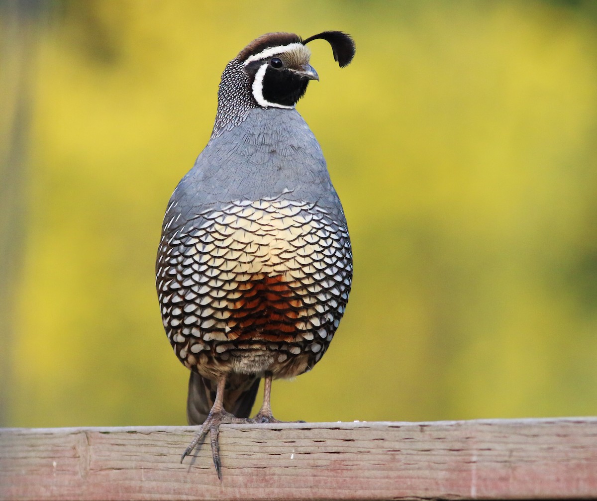 California Quail - ML54069561