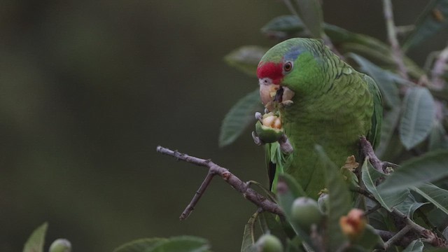 メキシコアカボウシインコ - ML540695701