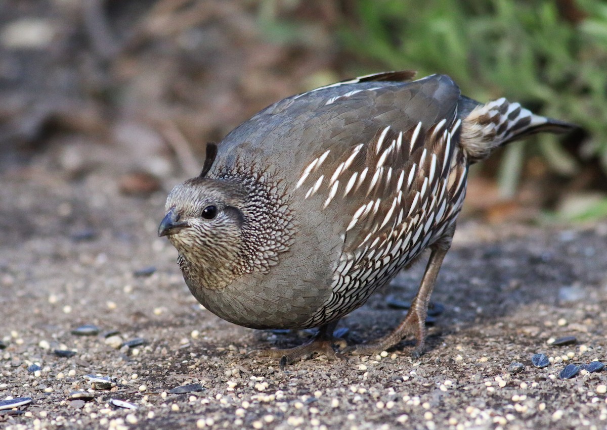 California Quail - Paul Fenwick