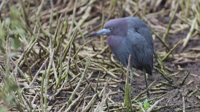 Little Blue Heron - ML540695871