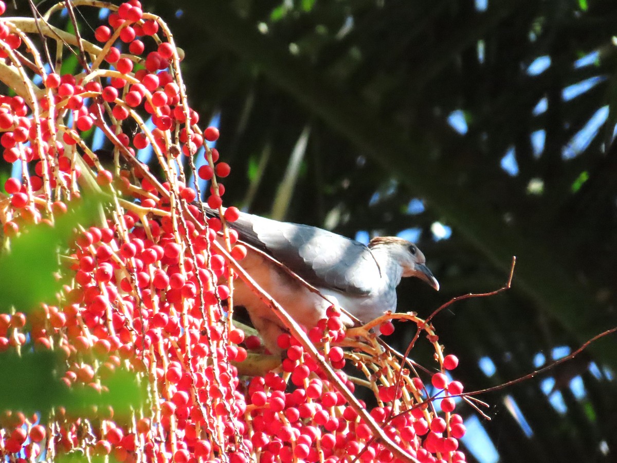 Topknot Pigeon - ML540696371