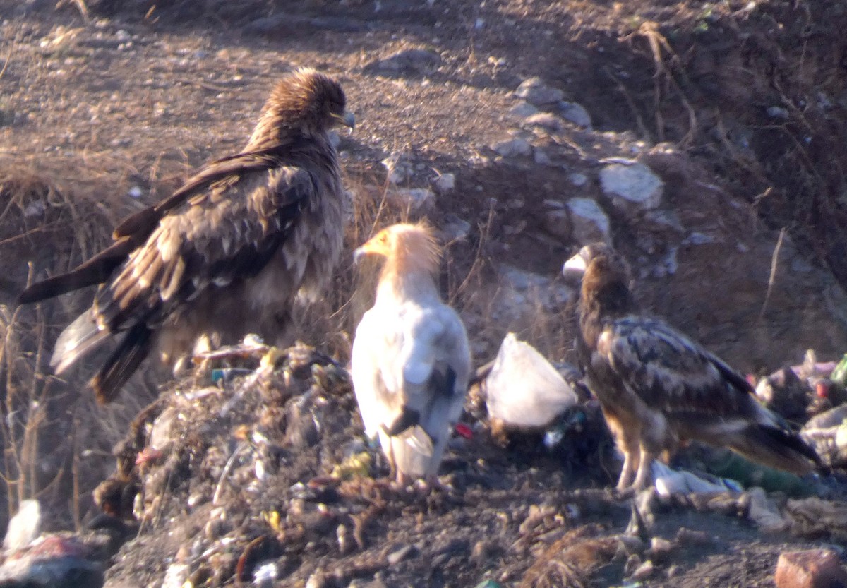 Águila Esteparia - ML540697321