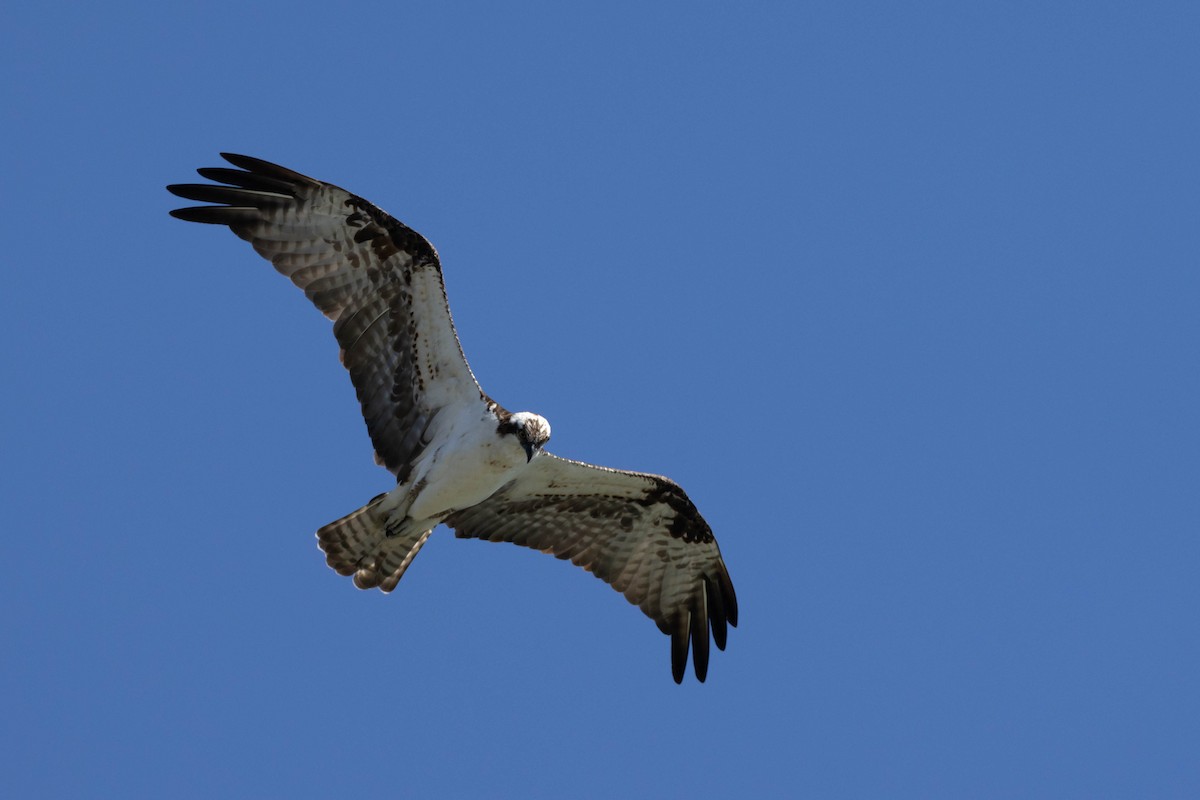 Osprey (carolinensis) - ML540697521