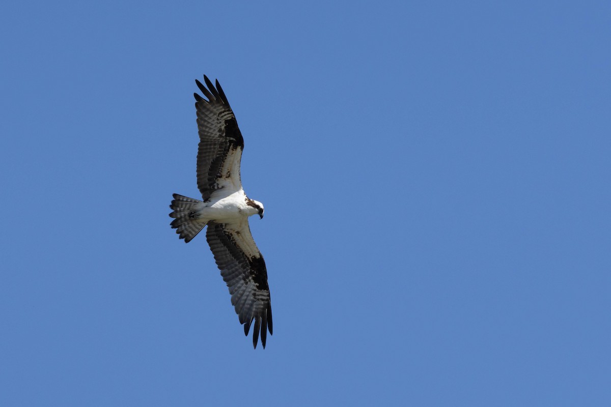 Águila Pescadora (carolinensis) - ML540697561