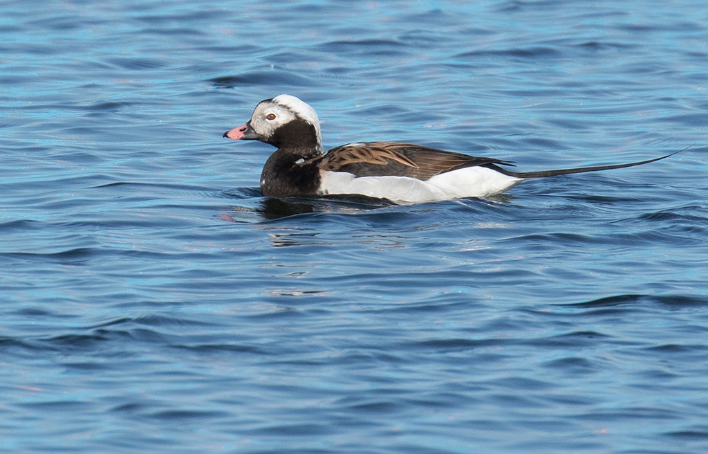 Long-tailed Duck - Len Medlock