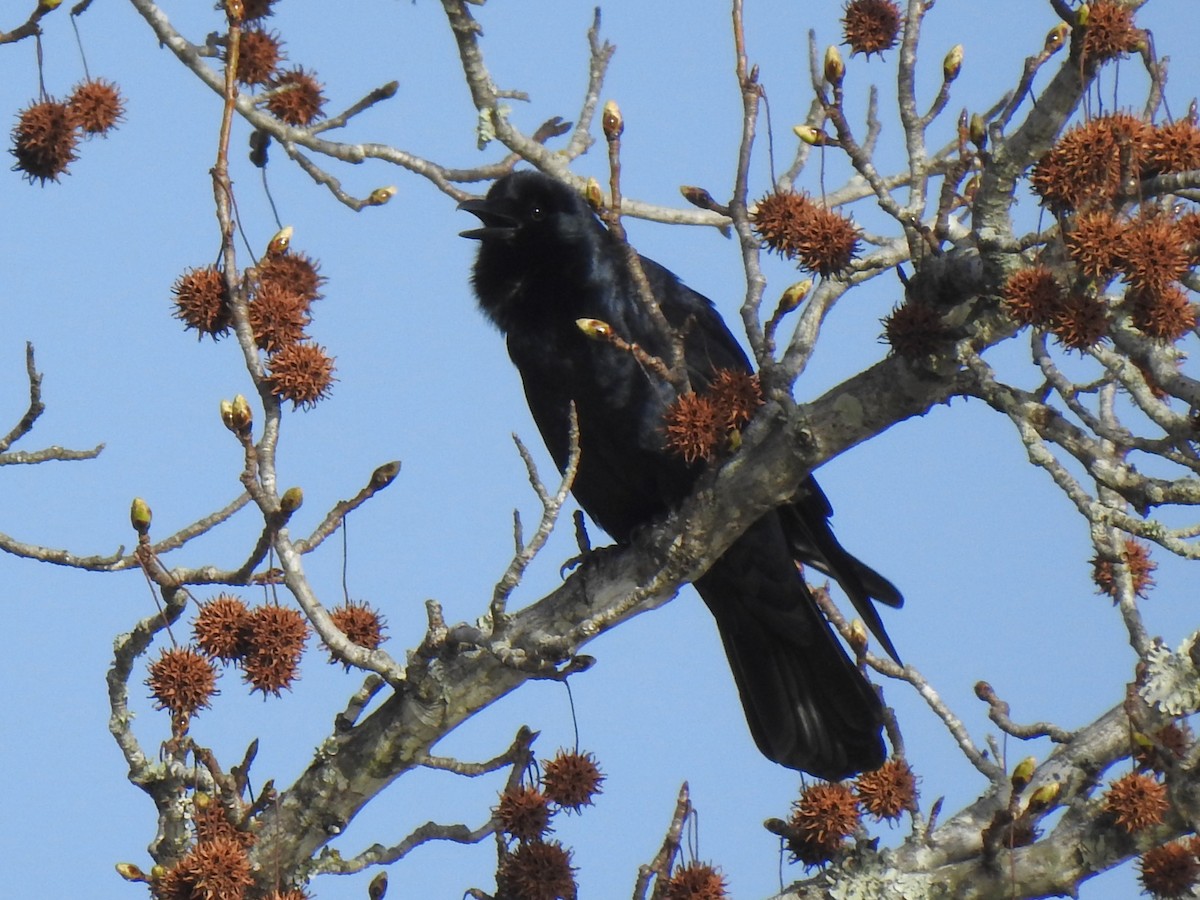 Fish Crow - ML540698461