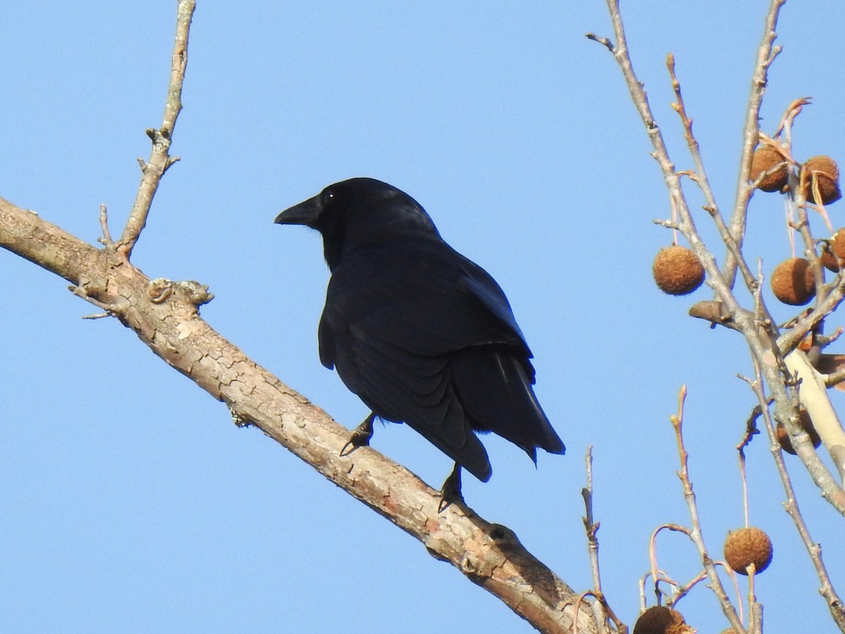 Fish Crow - Roger Massey