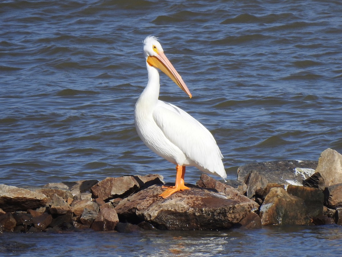 pelikán severoamerický - ML540698661