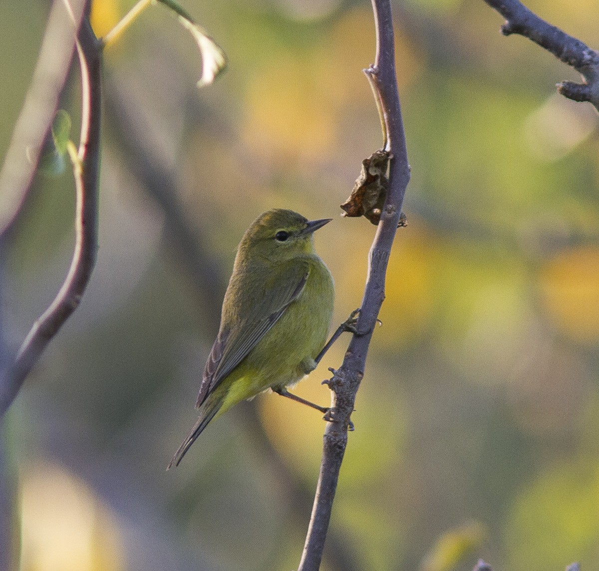 Orange-crowned Warbler - ML540699311